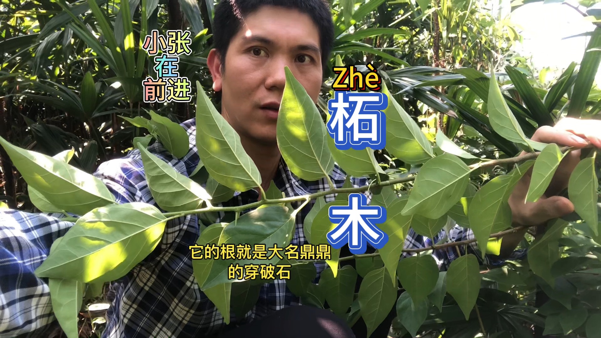 柘木又名帝王木,全身是宝,它的根就是大名鼎鼎的穿破石#识百草#植物分享哔哩哔哩bilibili