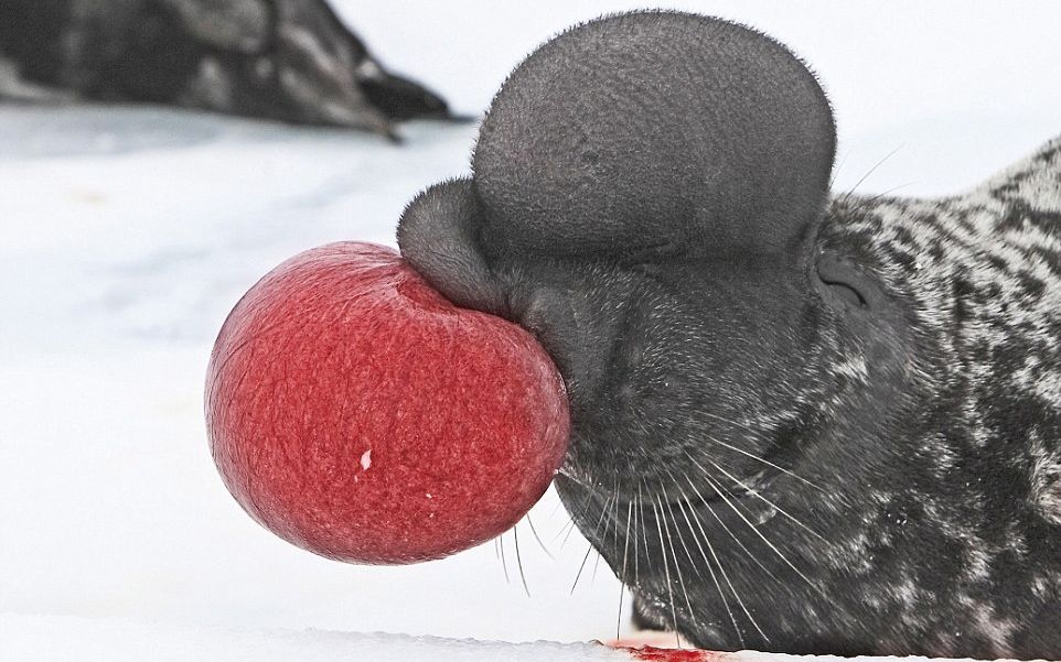 冠海豹的"告白气球"只因太小痛失所爱!
