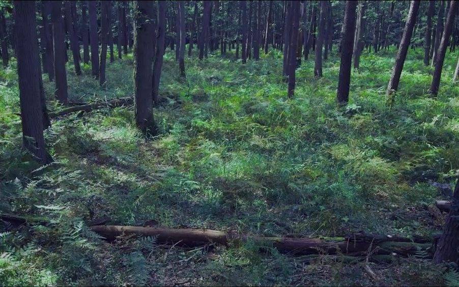 2小时阴森诡异的恐怖森林声谋杀现场悬疑片bgm佩戴耳机体验