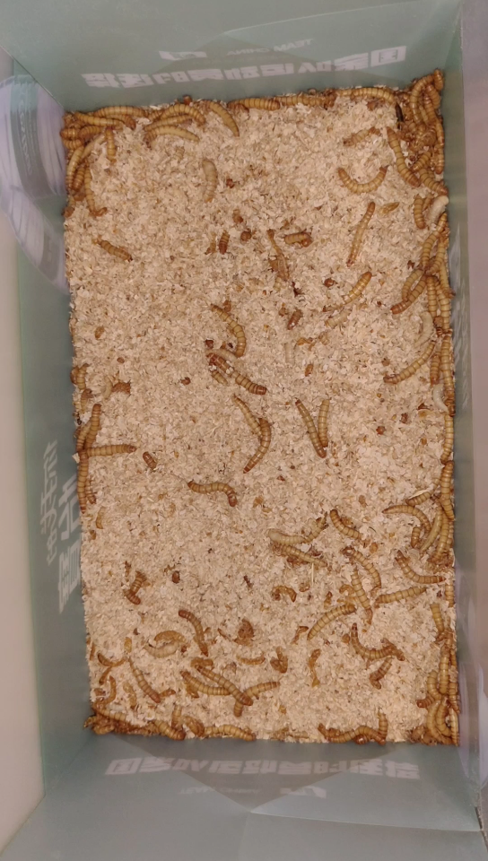 面包虫的四个生长阶段