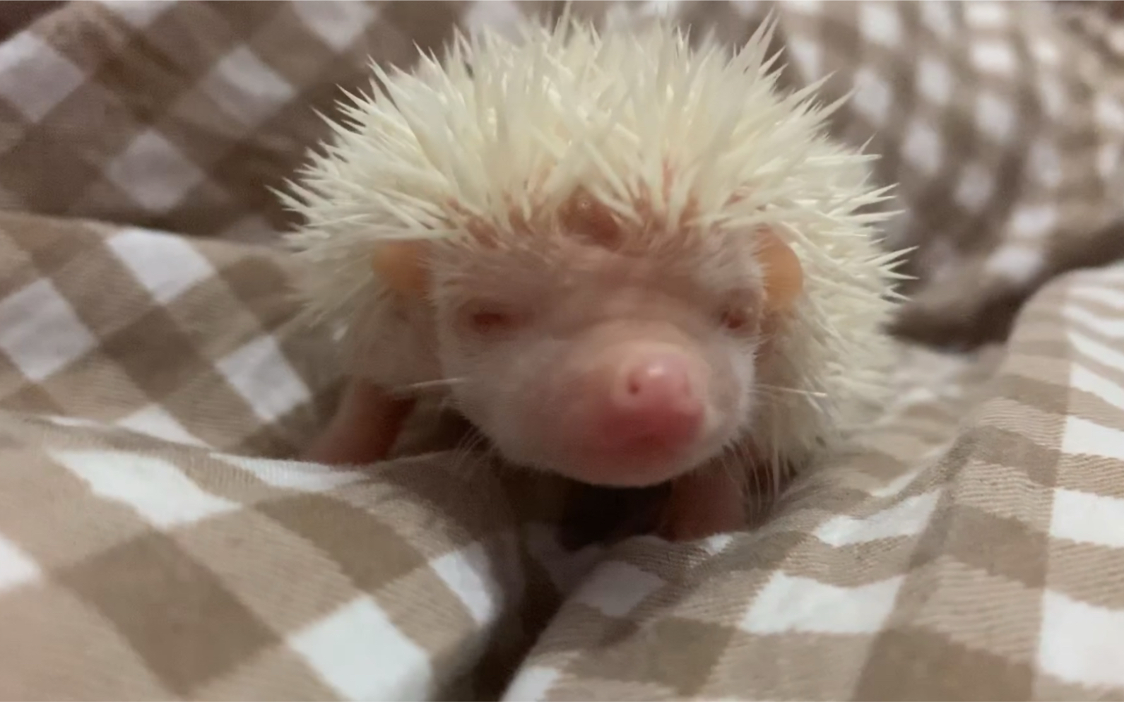 小刺猬宝宝终于睁眼了太可爱了