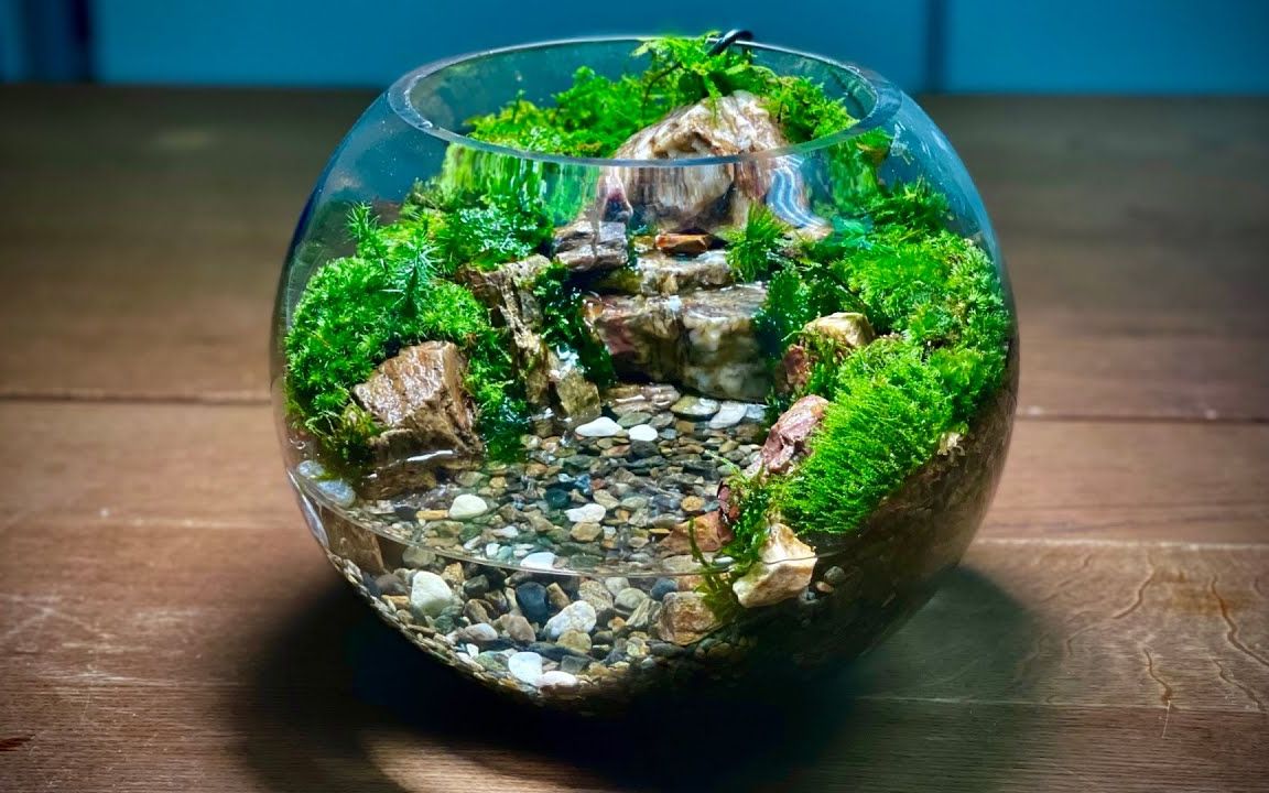 【苔藓微景观】球形水陆缸