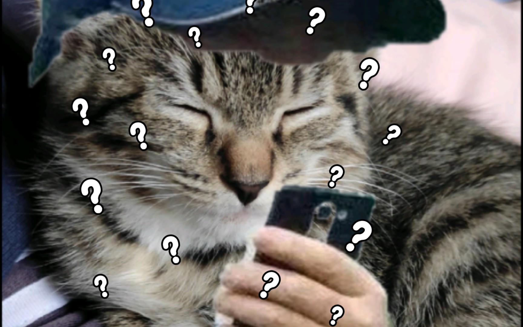 老人地铁手机 但是小猫