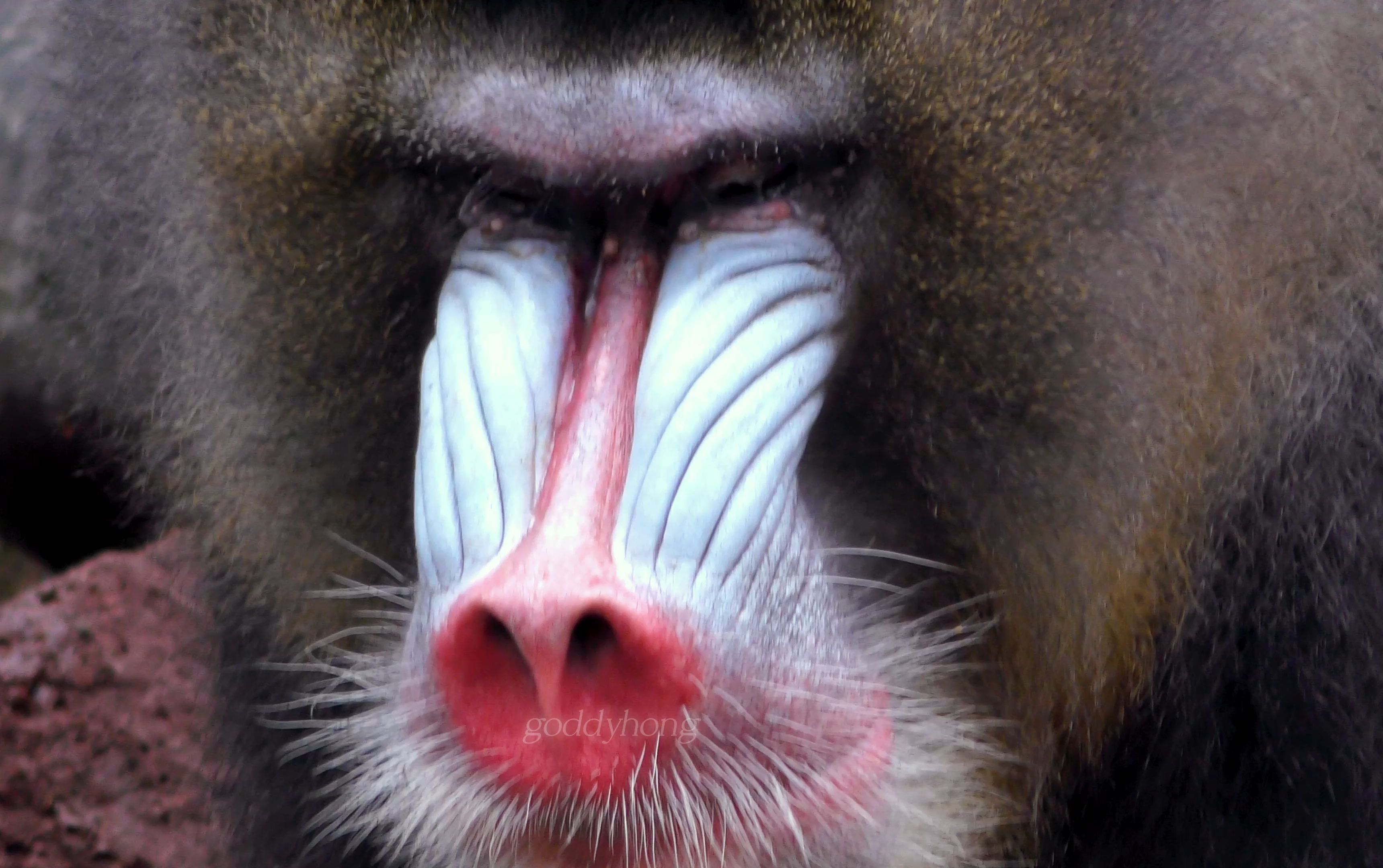 【长隆山魈】肥仔(叔)壮壮和他貌美的老婆们