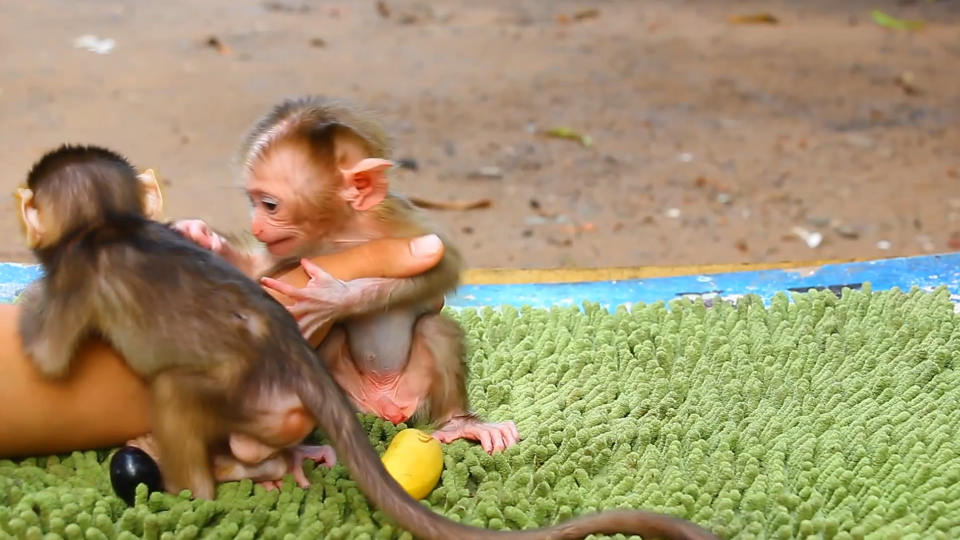 喂小猴子吃葡萄