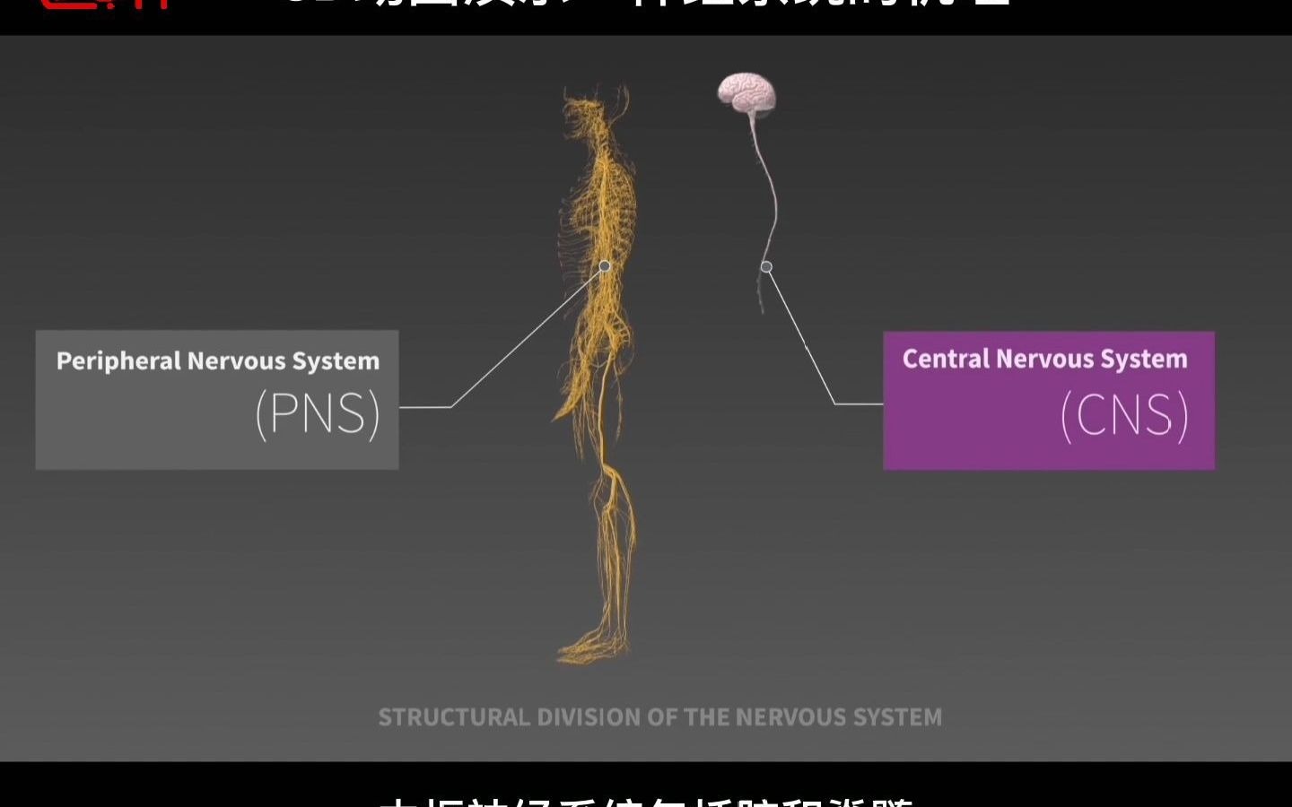 [图]3D医学动画：神经系统的机理