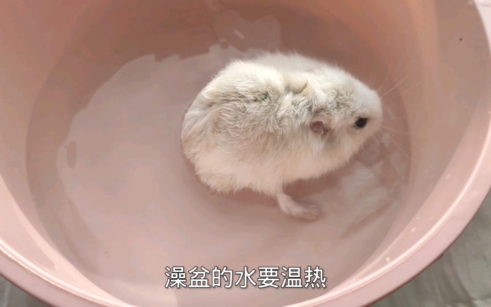 活动作品仓鼠得了鼠螨怎么办