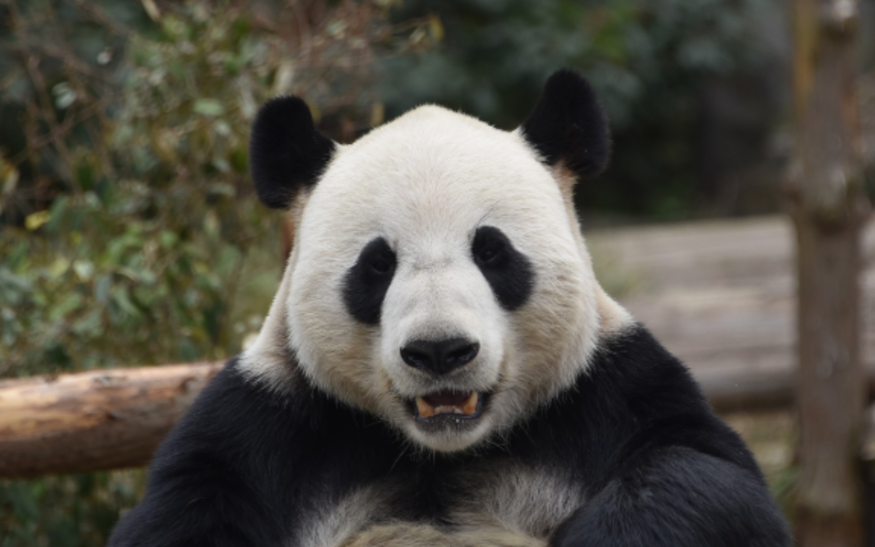 【大熊猫平平】喜欢不吵不闹的小朋友,小盆友不走他就一直陪着_哔哩