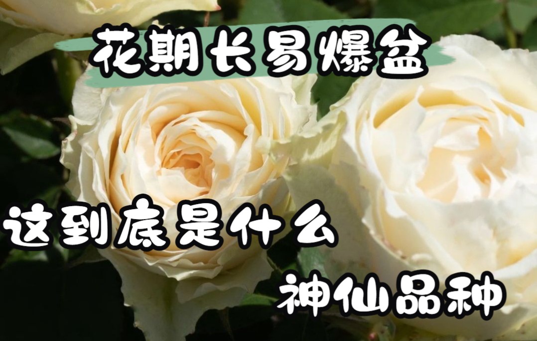 【天狼月季】花期长易爆盆,这到底是什么神仙品种哔哩哔哩bilibili