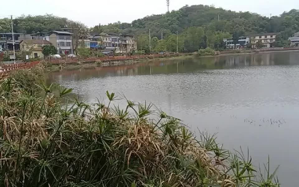 走进重庆最美宜居乡村—歌乐山天池村,感受春日田园美景哔哩哔哩bilibili