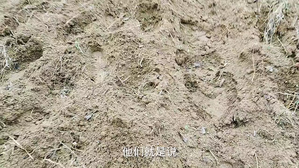 切艾根,盘地,90后小伙教您种艾草(下)哔哩哔哩bilibili