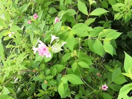 这种公路两旁的花,是江苏美化城市的花哔哩哔哩bilibili