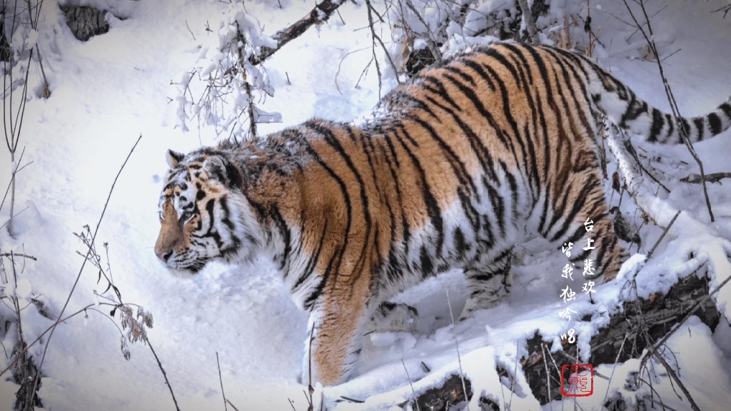 林海雪原·东北山君