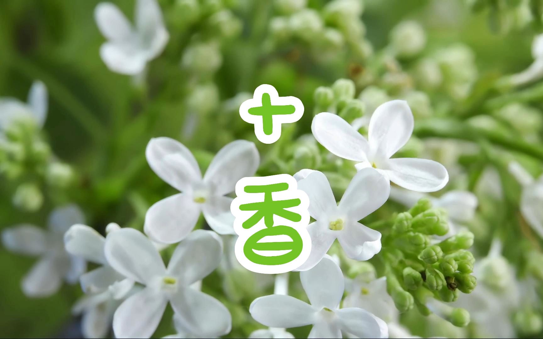 【原创】【延时摄影】15种有香味的花卉合集哔哩哔哩bilibili