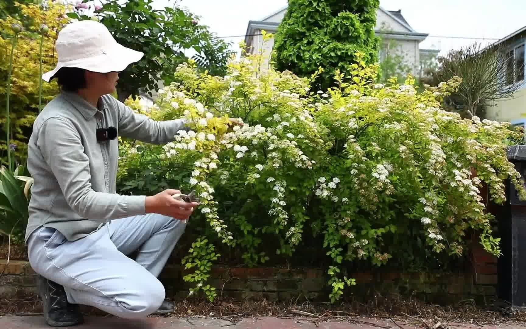 [图]花灌木为什么不开花？都是修剪惹的祸