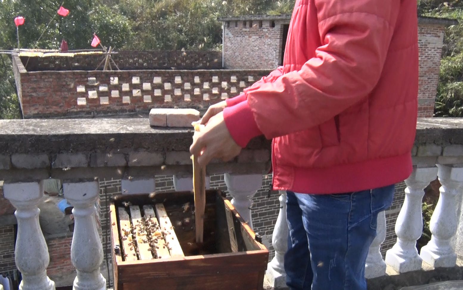 养蜂师傅教你一个分蜂的技巧,再也不会担心分蜂不平衡了
