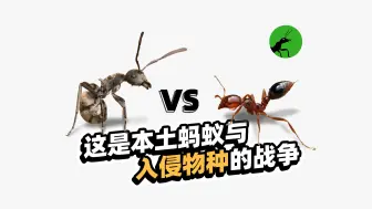 Download Video: 南方最常见的双齿多刺蚁，可以防止红火蚁的入侵吗？