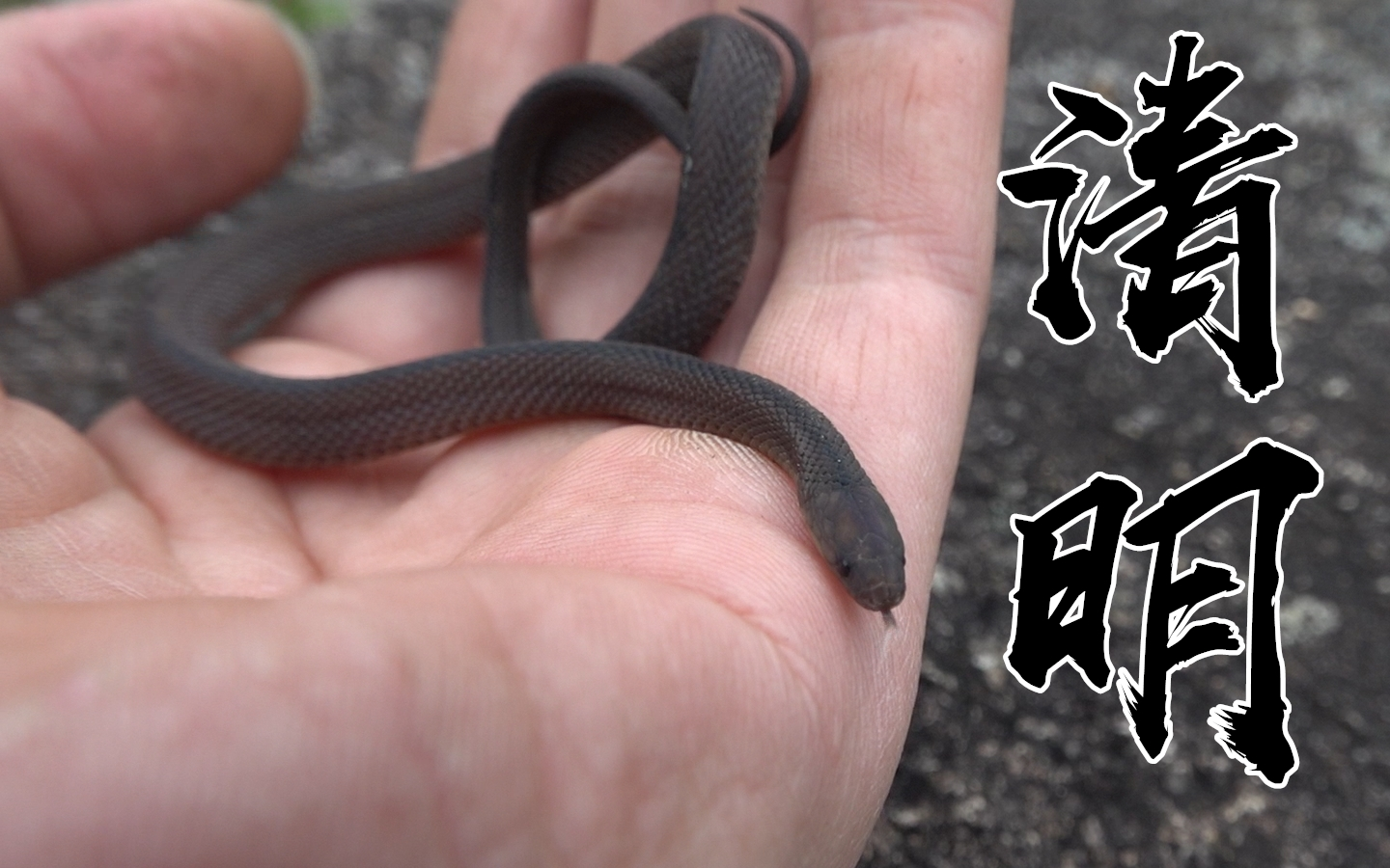 活动作品虫林野趣清明踏青