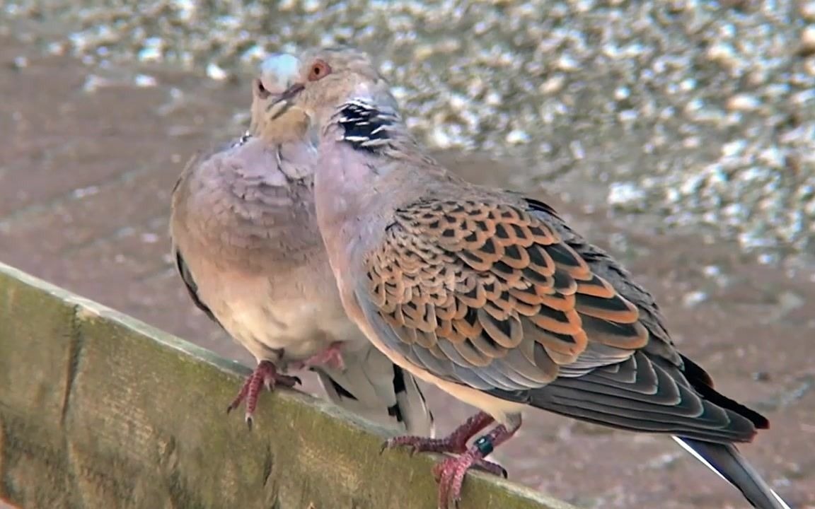 活動 拍下斑鳩求偶過程 雌斑鳩:親愛的有人在偷窺!雄斑鳩:做個人!