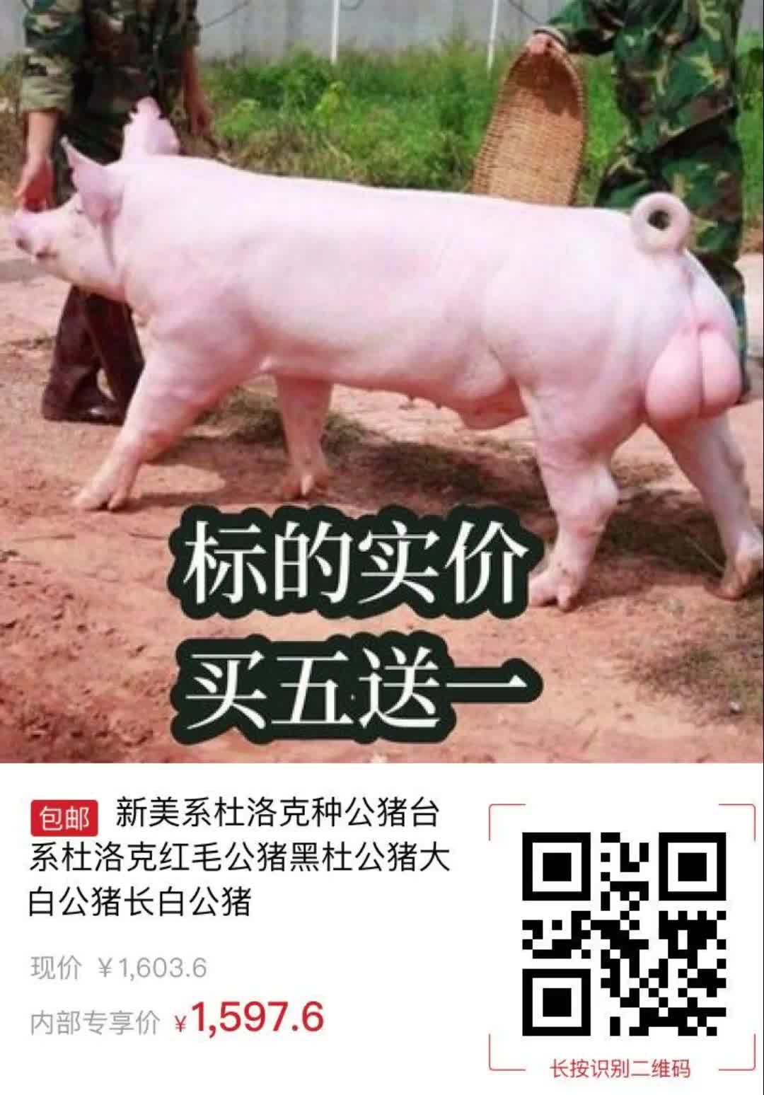 黑毛杜洛克种公猪图片