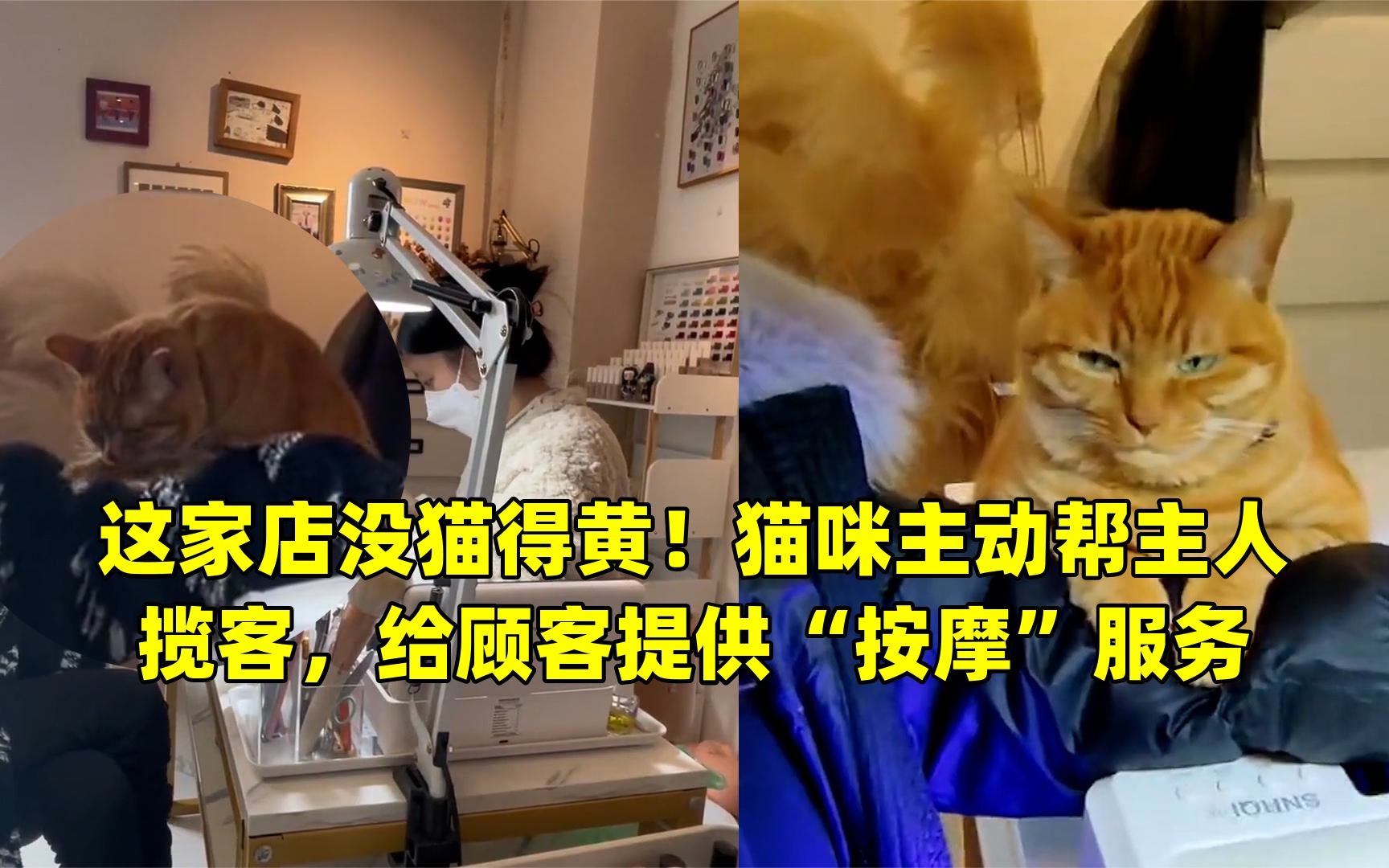 这家店没猫得黄!猫咪主动帮主人揽客,给顾客提供“按摩”服务哔哩哔哩bilibili