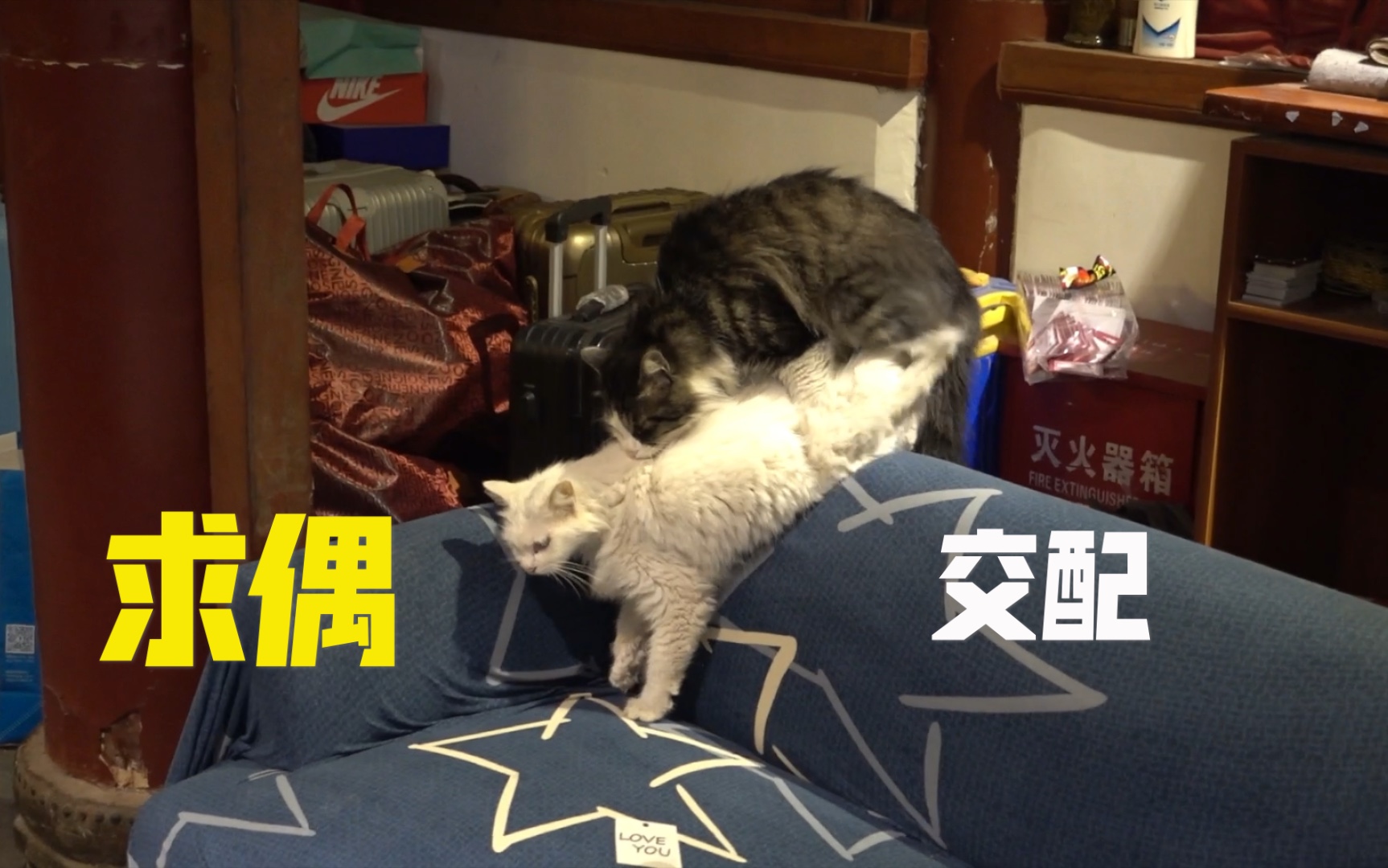 偷拍猫咪求偶交配全过程哔哩哔哩bilibili