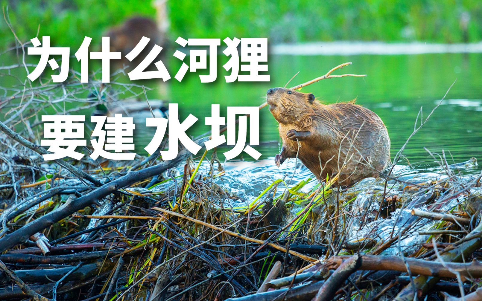 为什么河狸要建造水坝?有什么影响?