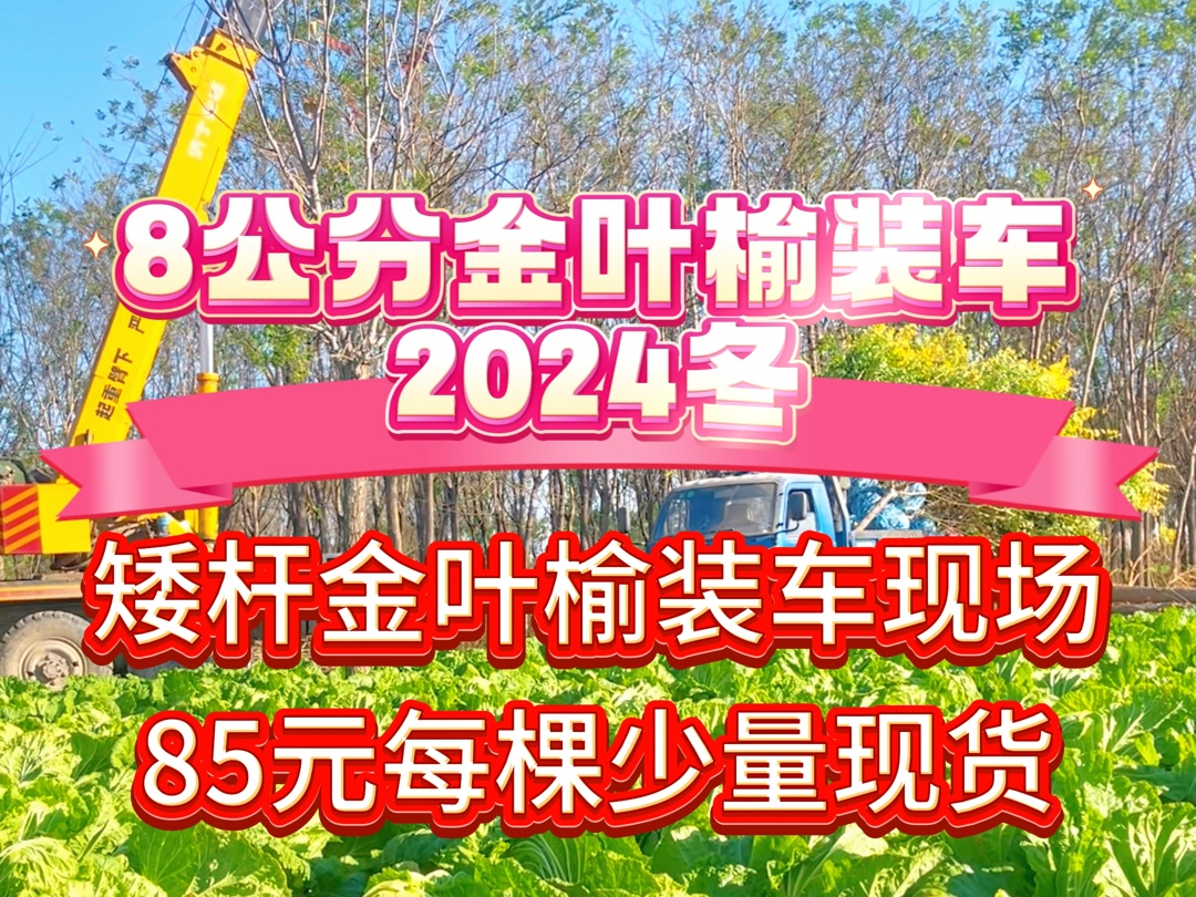 8公分矮杆金叶榆保定产地报价,存量逐渐减少哔哩哔哩bilibili