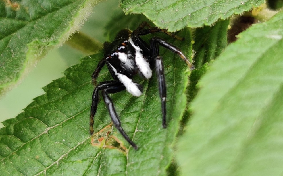 蛛蛛这么可爱,为什么要吃它!