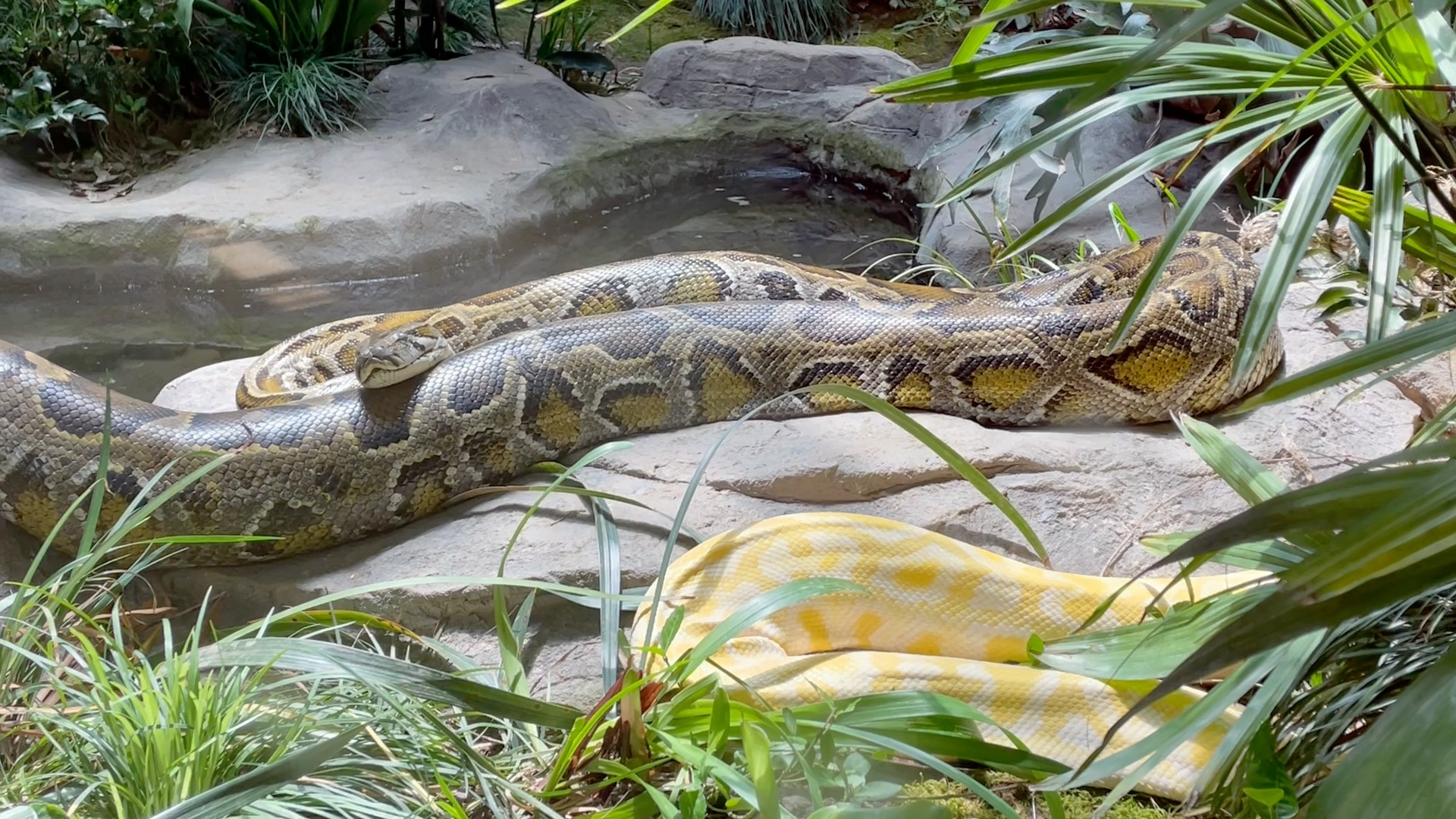 上海野生动物园蟒蛇区图片