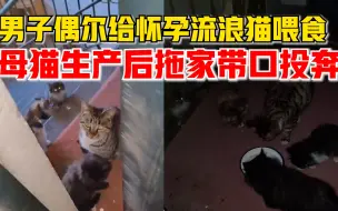 Download Video: 男子偶尔给怀孕流浪猫喂食，母猫生产后拖家带口投奔