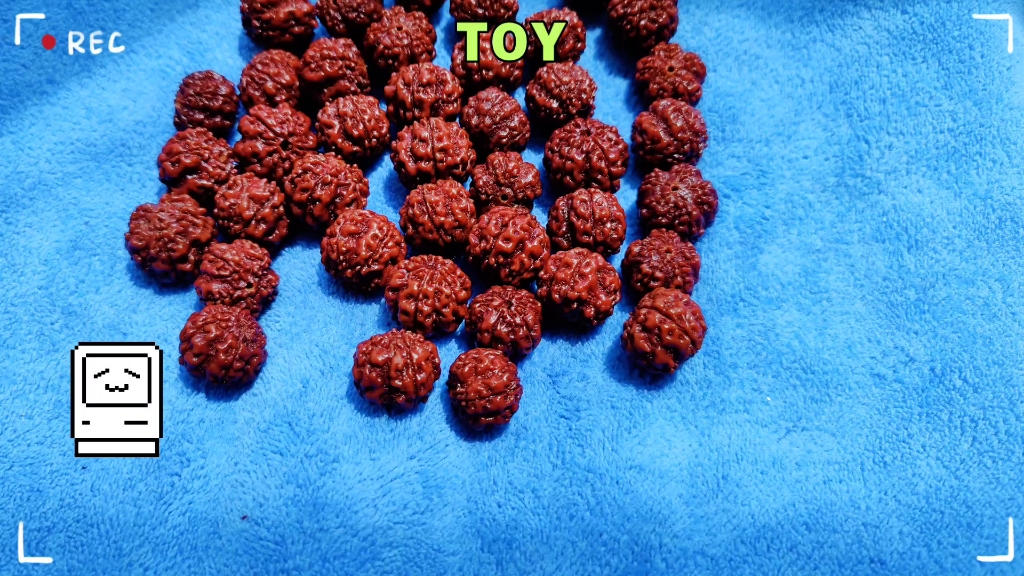 帝王花金刚菩提泡透颜色,最后有成串展示.