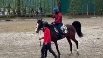 Скачать видео: 240501 训练场上的山茶花