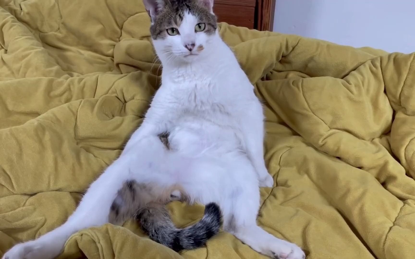 成精啦!超酷超拽大佬坐姿的小猫咪_哔哩哔哩_bilibili