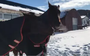 Скачать видео: 一直被流星雨用嘴撅的内恰 ナイスネイチャ メテオシャワー