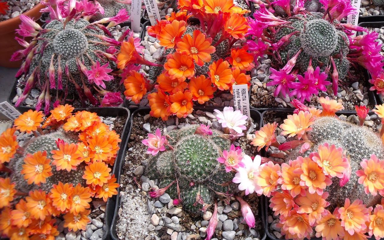 野生的沟宝山仙人球