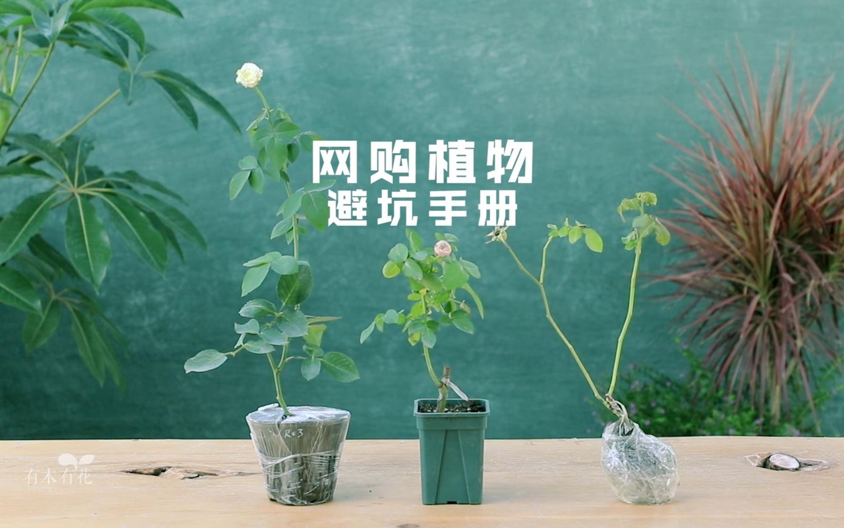 网购植物避坑手册哔哩哔哩bilibili