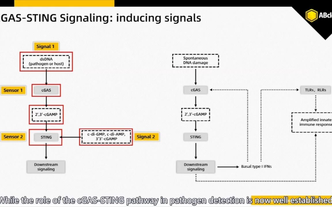 STING cGASSTING 信号通路哔哩哔哩bilibili