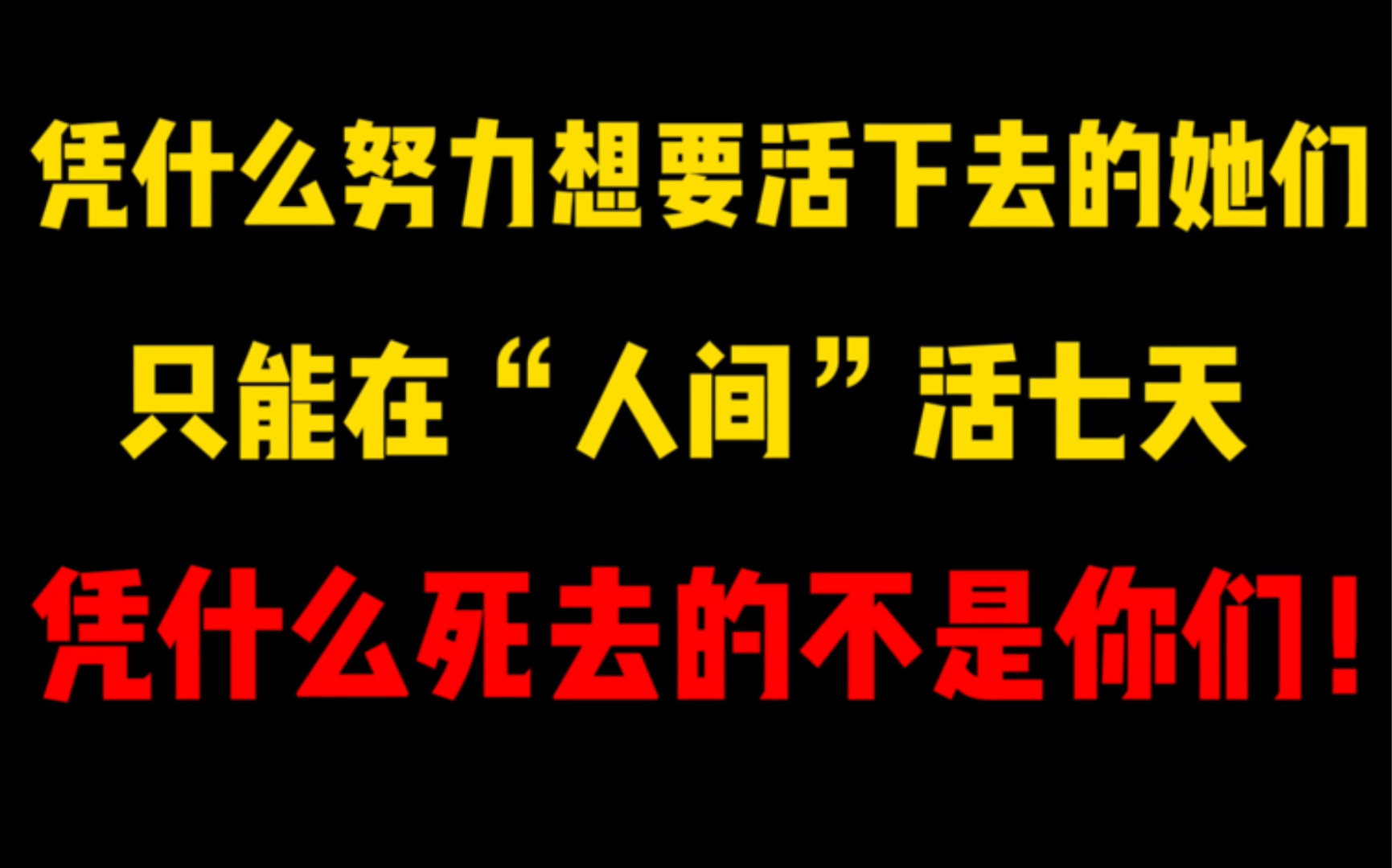 [图]我们在夜市买到了星期猫。她只真正活了八天啊！