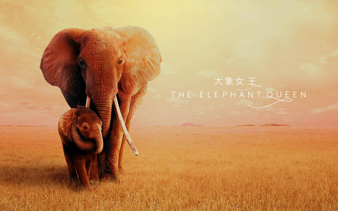 [图]【英国/肯尼亚/纪录片】大象女王 The Elephant Queen (2018)【中英字幕】