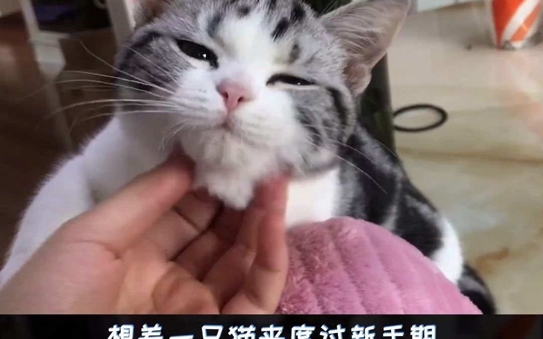 人气猫咪品种图鉴美国短毛猫哔哩哔哩bilibili