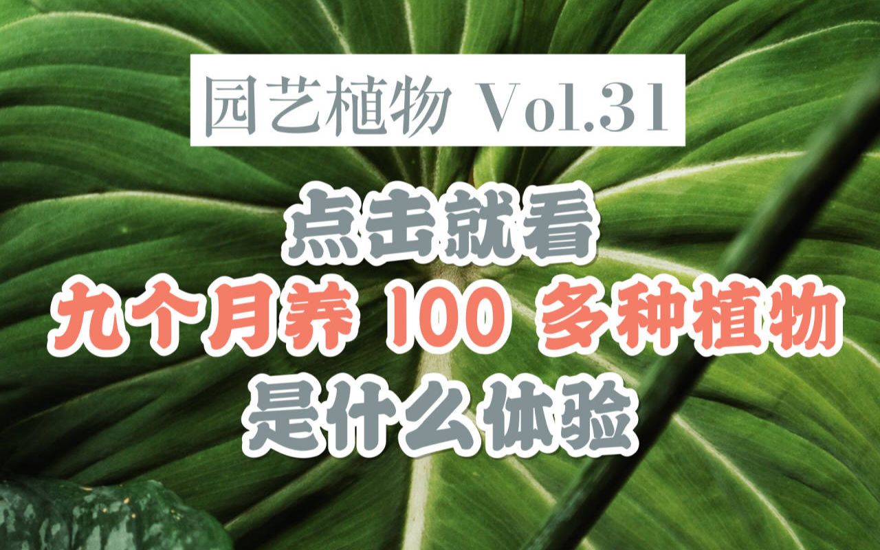 [图]【园艺植物Vol.31】一节更比六节强 观叶植物状态更新！ 花烛/秋海棠/白锦龟背竹/各种喜林芋/海芋等