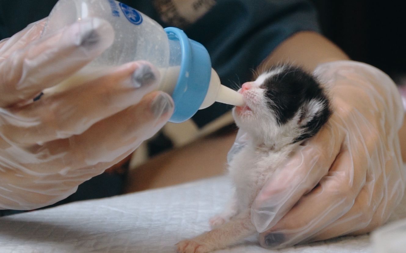 十天大的小猫咪,沉浸式喝奶
