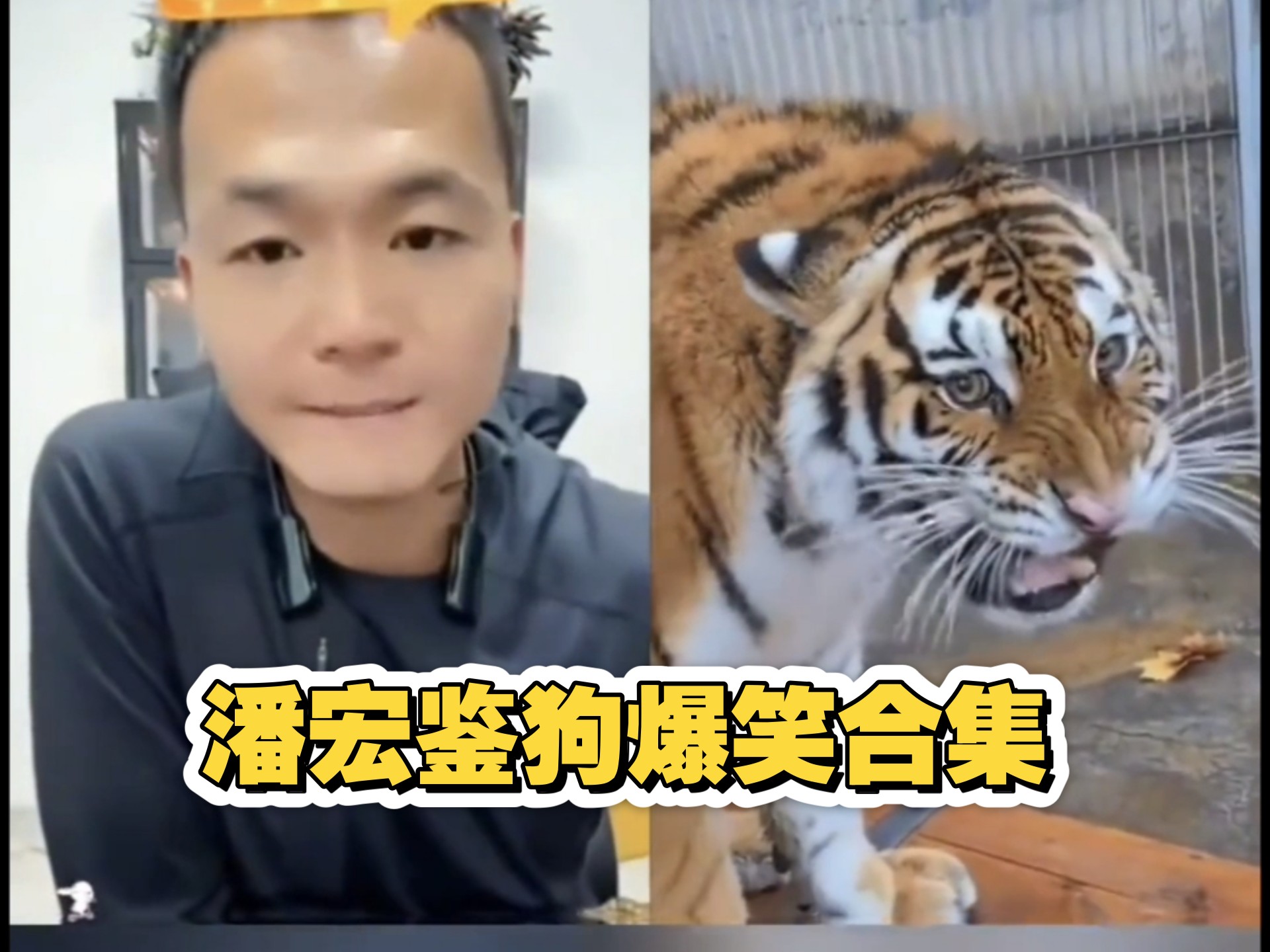 潘宏直播鉴狗爆笑锦集-潘宏爱玩狗录屏号-潘宏爱玩狗录屏号-哔哩哔哩视频