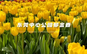 Video herunterladen: 东莞也有郁金香花海啦，东莞中心公园郁金香正盛开