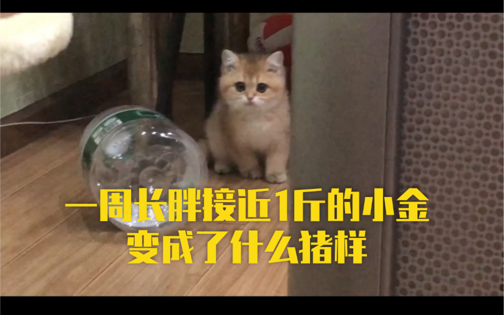 金渐层小金过去一周我发誓只喂了猫粮但依旧阻挡不了小奶猫的体重飙增
