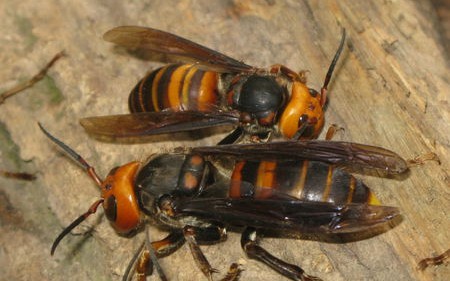 吃货间的战争金环胡蜂篇