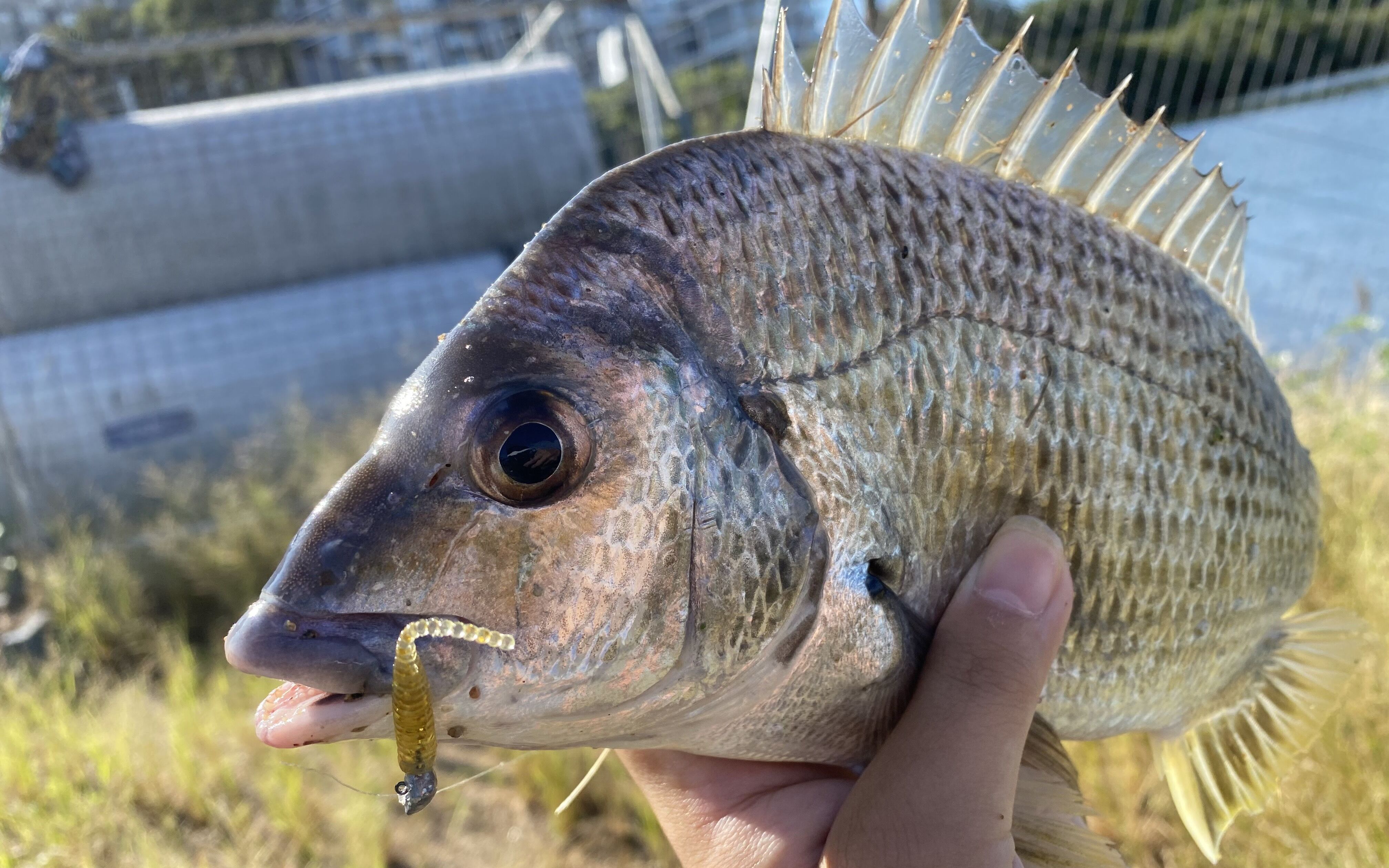 鹹淡水河口路亞根釣鯛魚_嗶哩嗶哩_bilibili