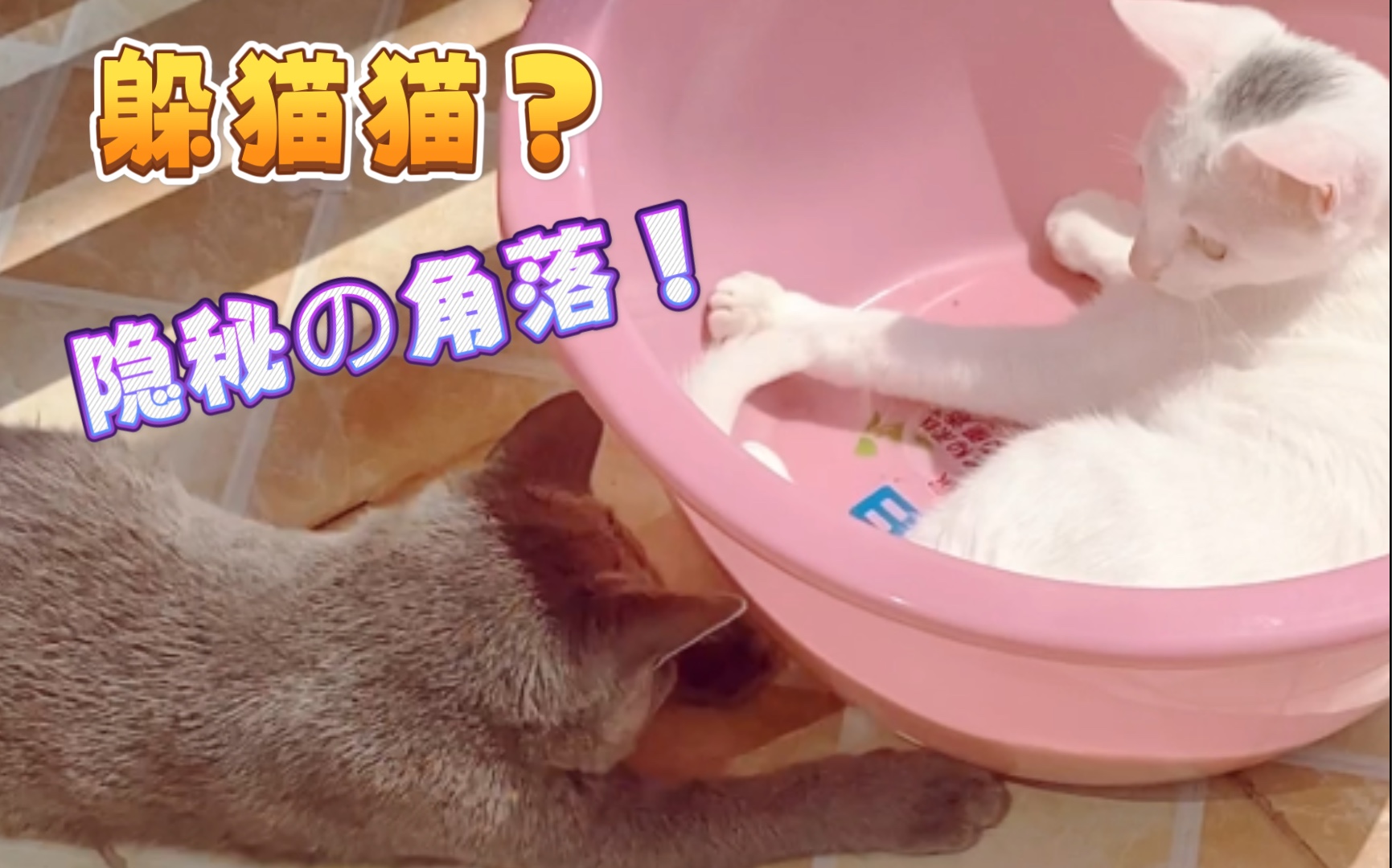 [图]【白鱼と苍狗】震惊！猫 猫 版 隐 秘 的 角 落！！