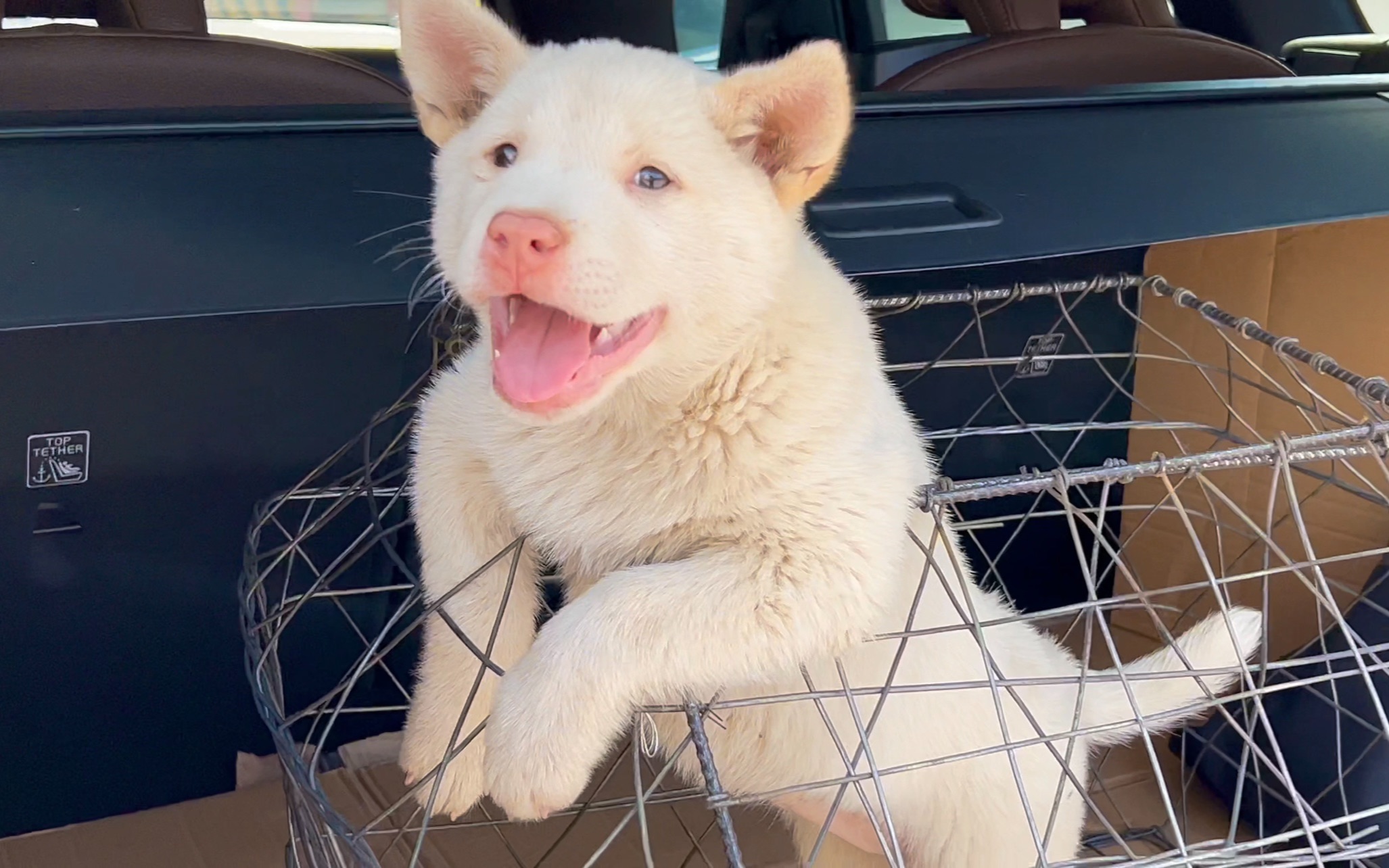 下司犬小狗听说要被接回家了,一副拽拽的样子有点目中无狗